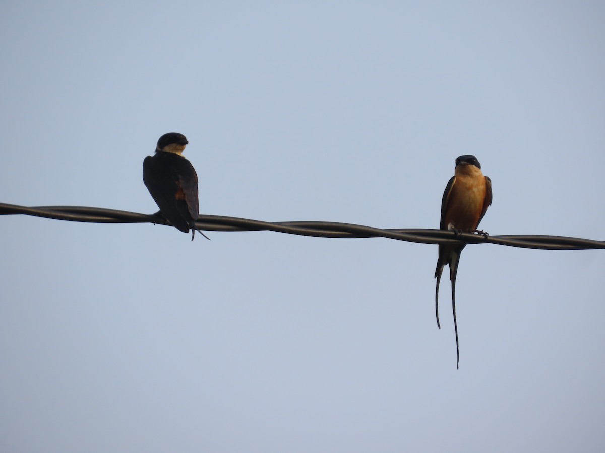 Rufous-chested Swallow - ML637254874