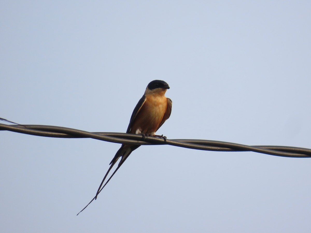 Rufous-chested Swallow - ML637254875