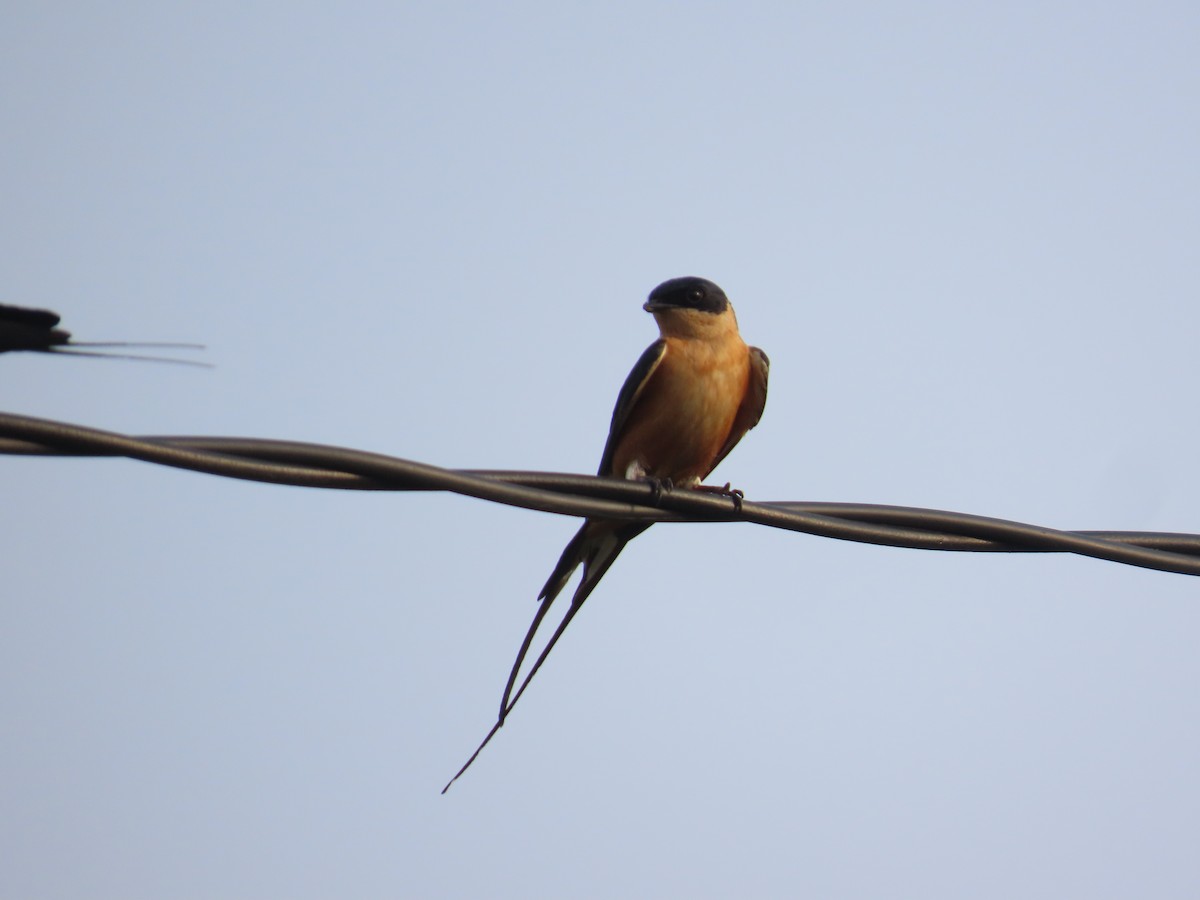 Rufous-chested Swallow - ML637254877