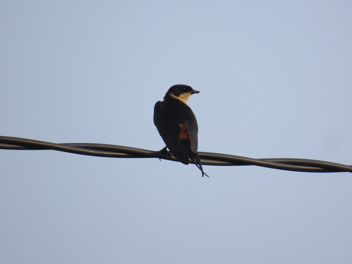 Rufous-chested Swallow - ML637254879