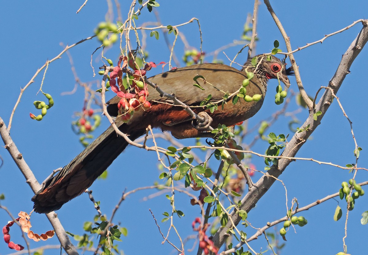 Rufous-bellied Chachalaca - ML637254967