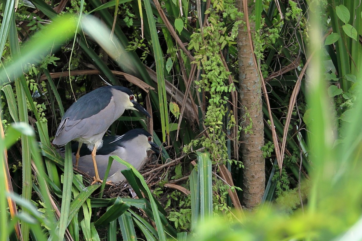 Black-crowned Night Heron - ML637254970