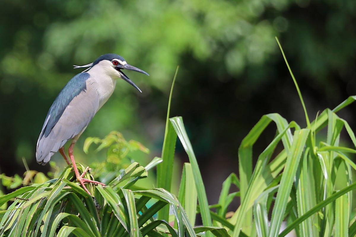 Black-crowned Night Heron - ML637254971