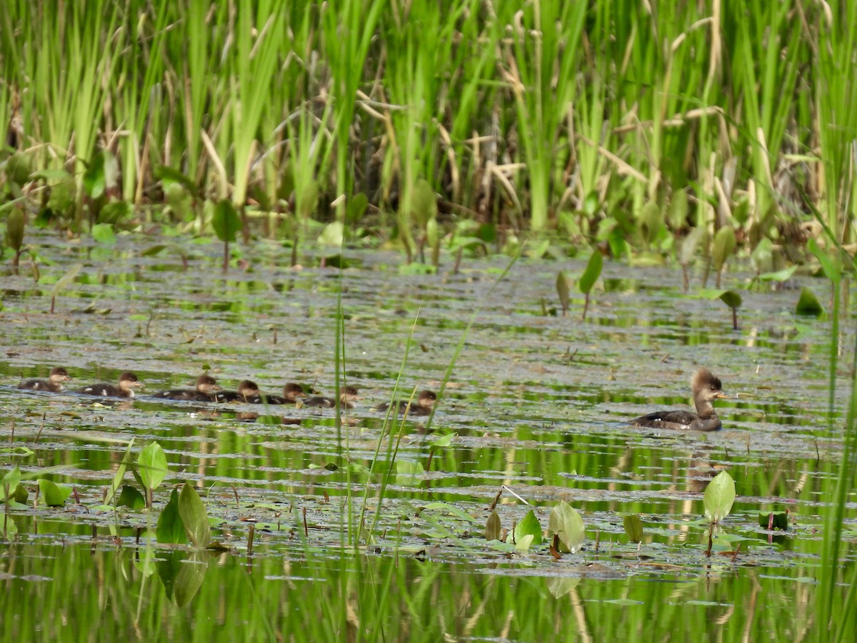 Hooded Merganser - ML637254974
