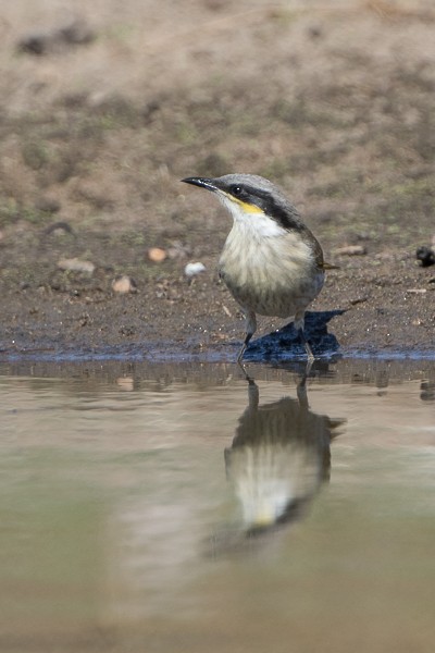 Singing Honeyeater - ML63725501