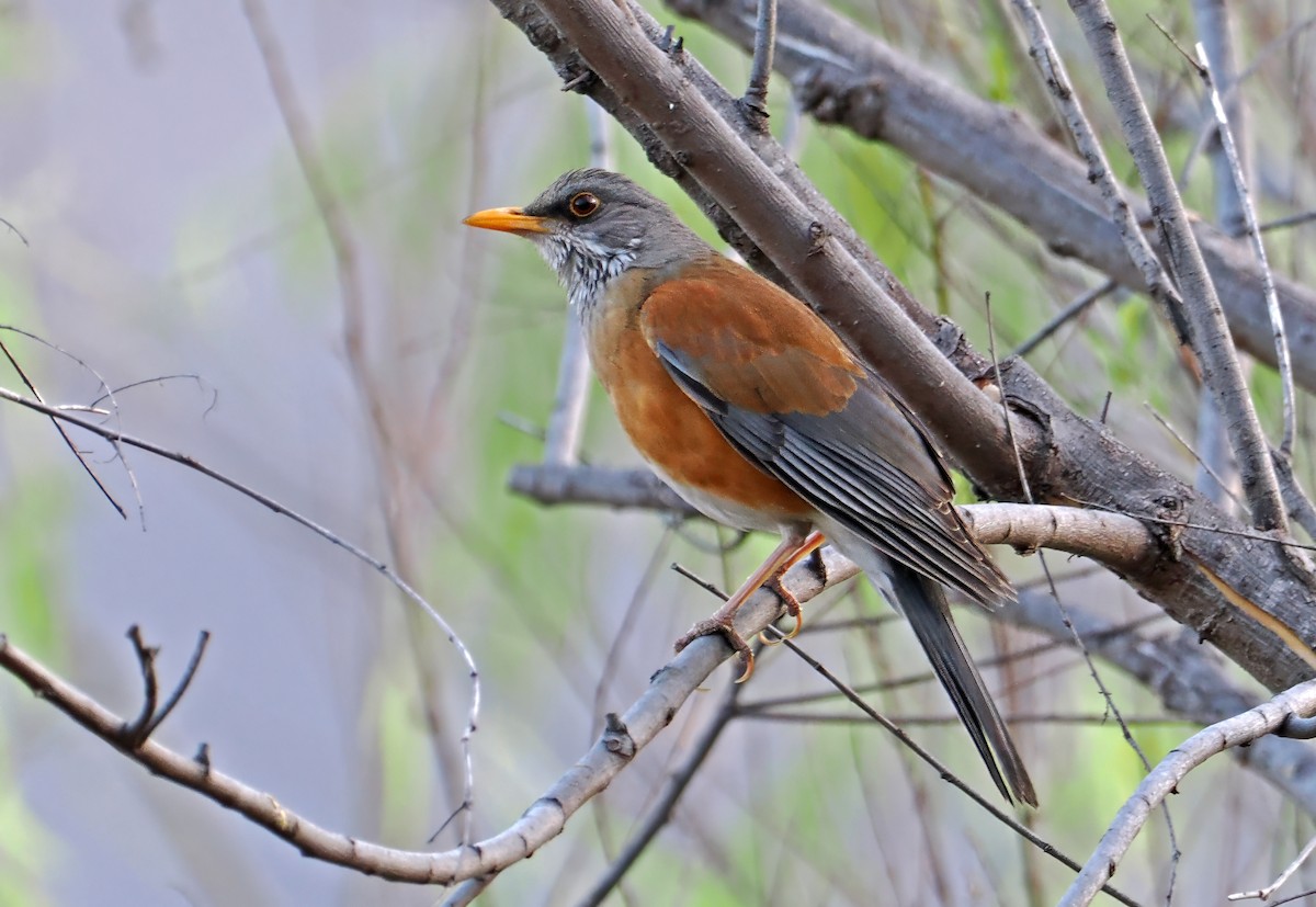 Rufous-backed Robin (Rufous-backed) - ML637255034