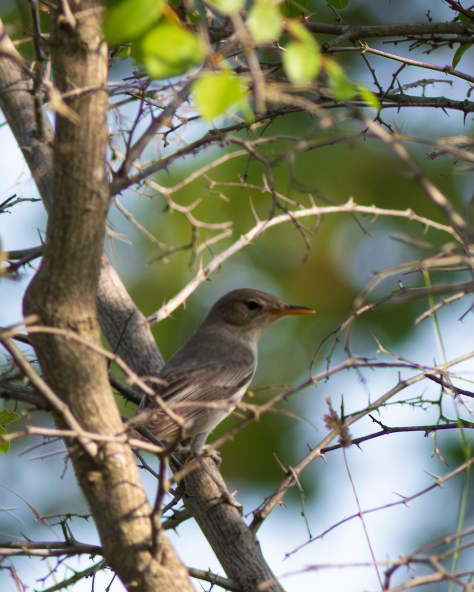 Olive-tree Warbler - ML637255041