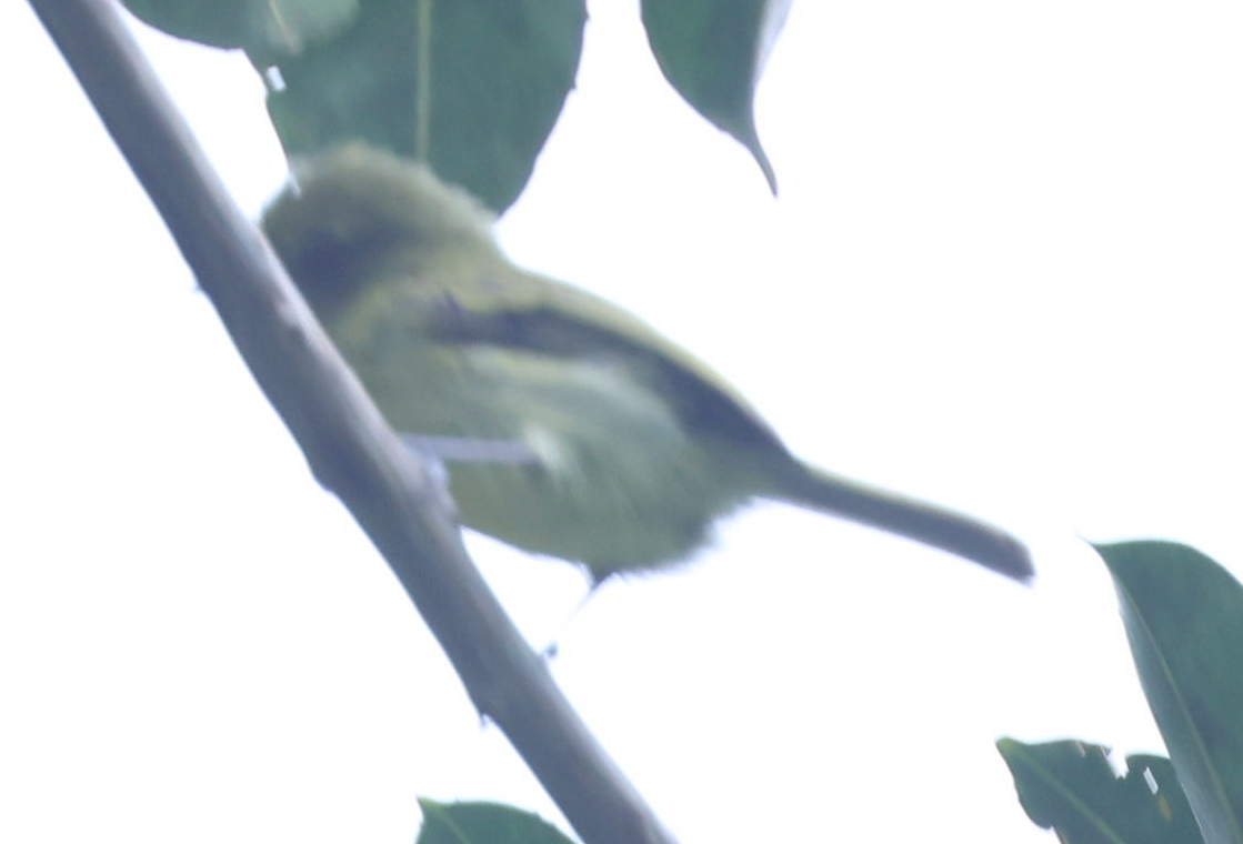 Olive-faced Flatbill - ML637255152
