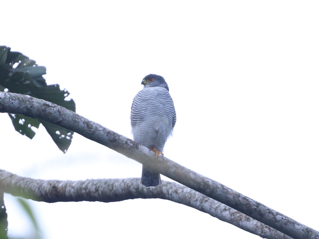 Tiny Hawk - ML637255199