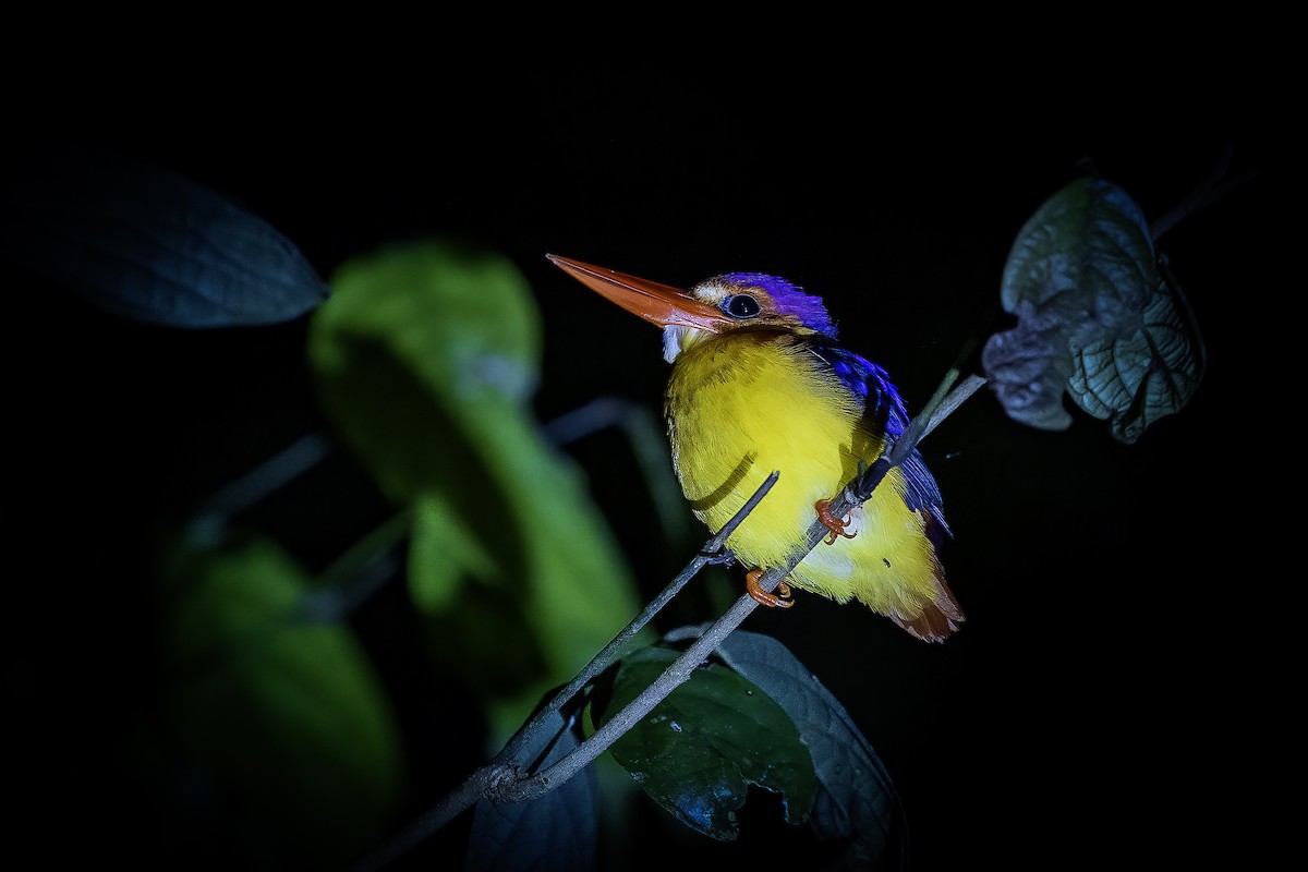 Rufous-backed Dwarf-Kingfisher - ML637255237
