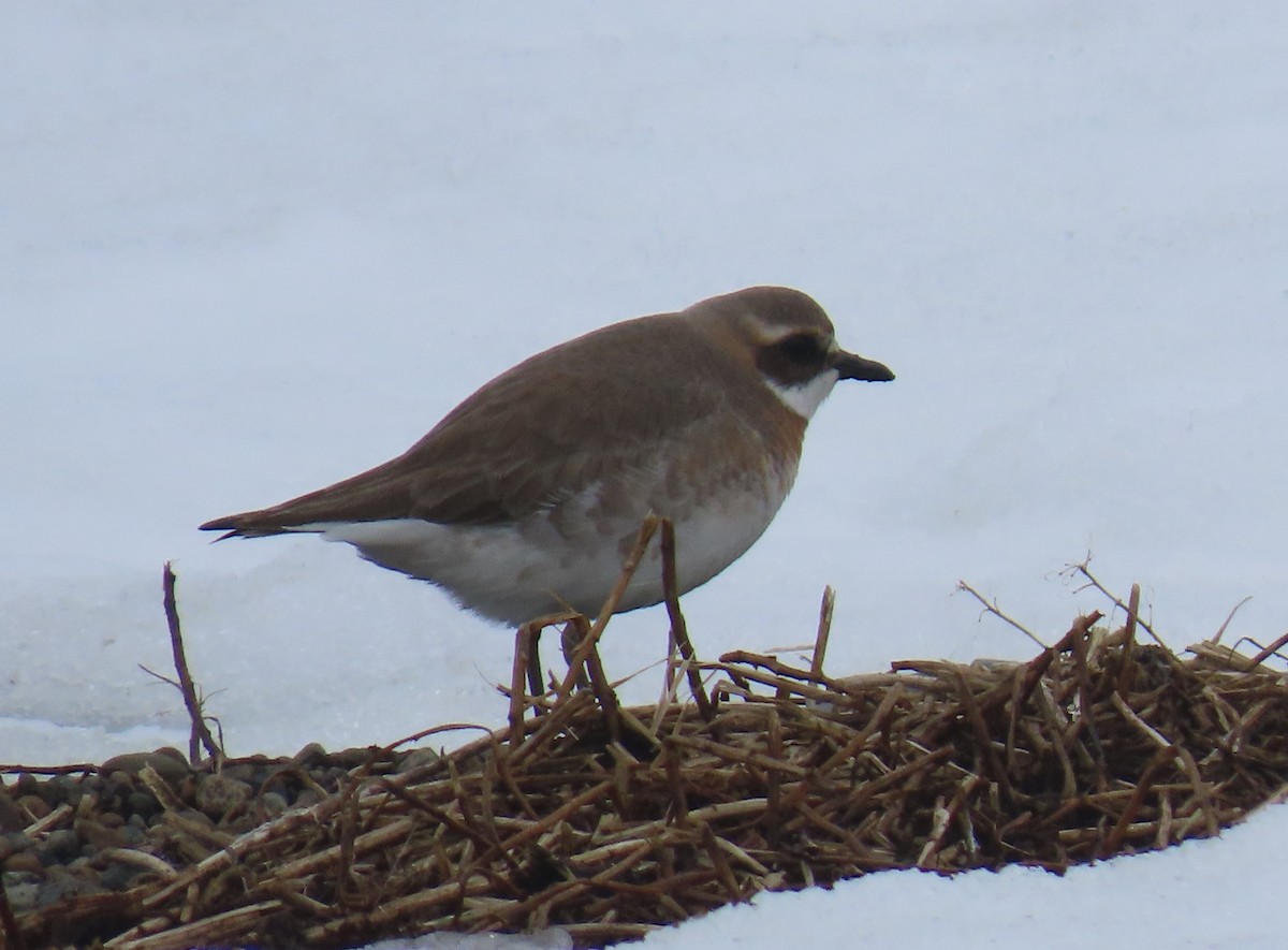 Siberian Sand-Plover - ML637255274