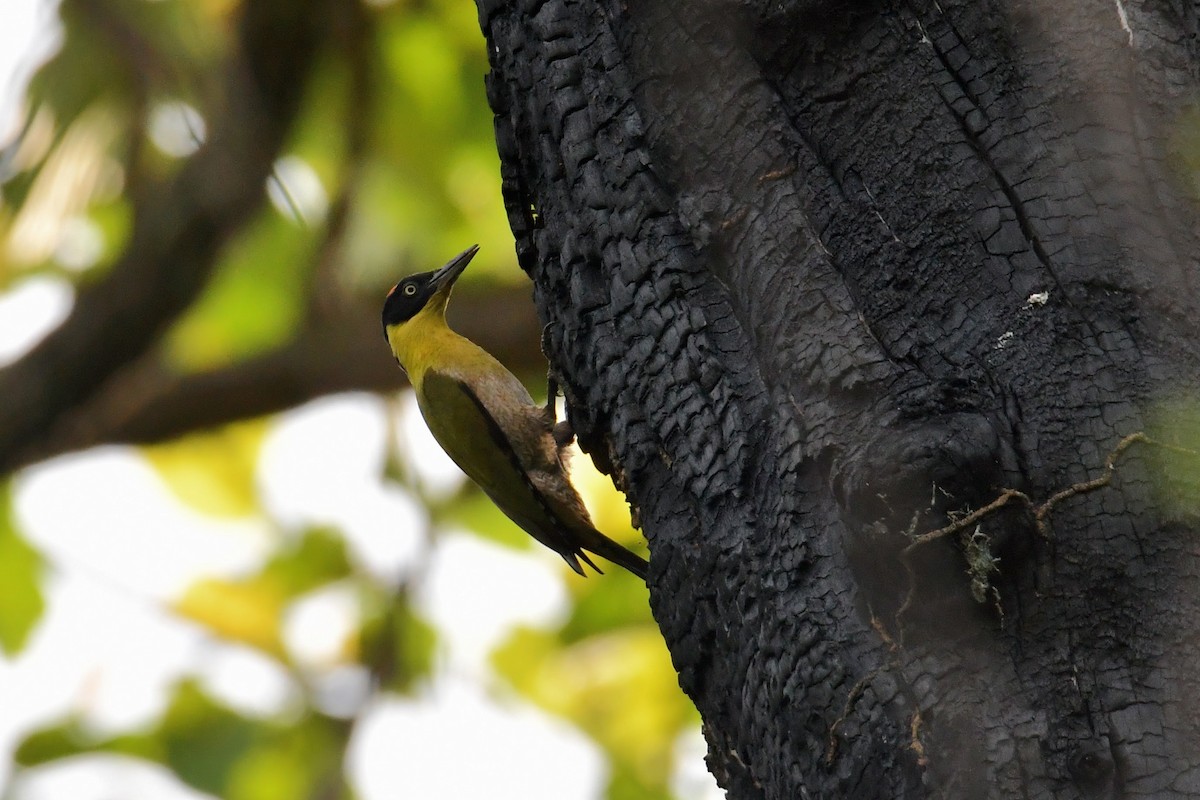Black-headed Woodpecker - ML637255480