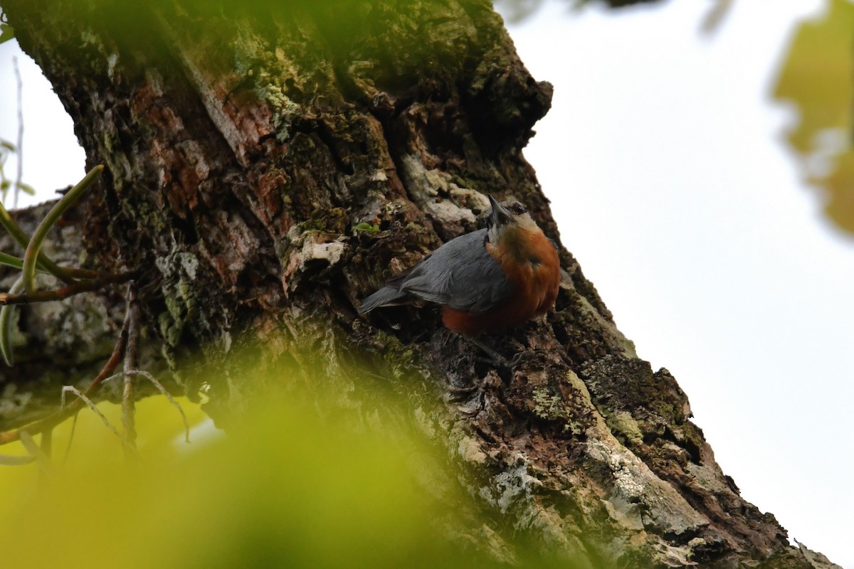 Burmese Nuthatch - ML637255507