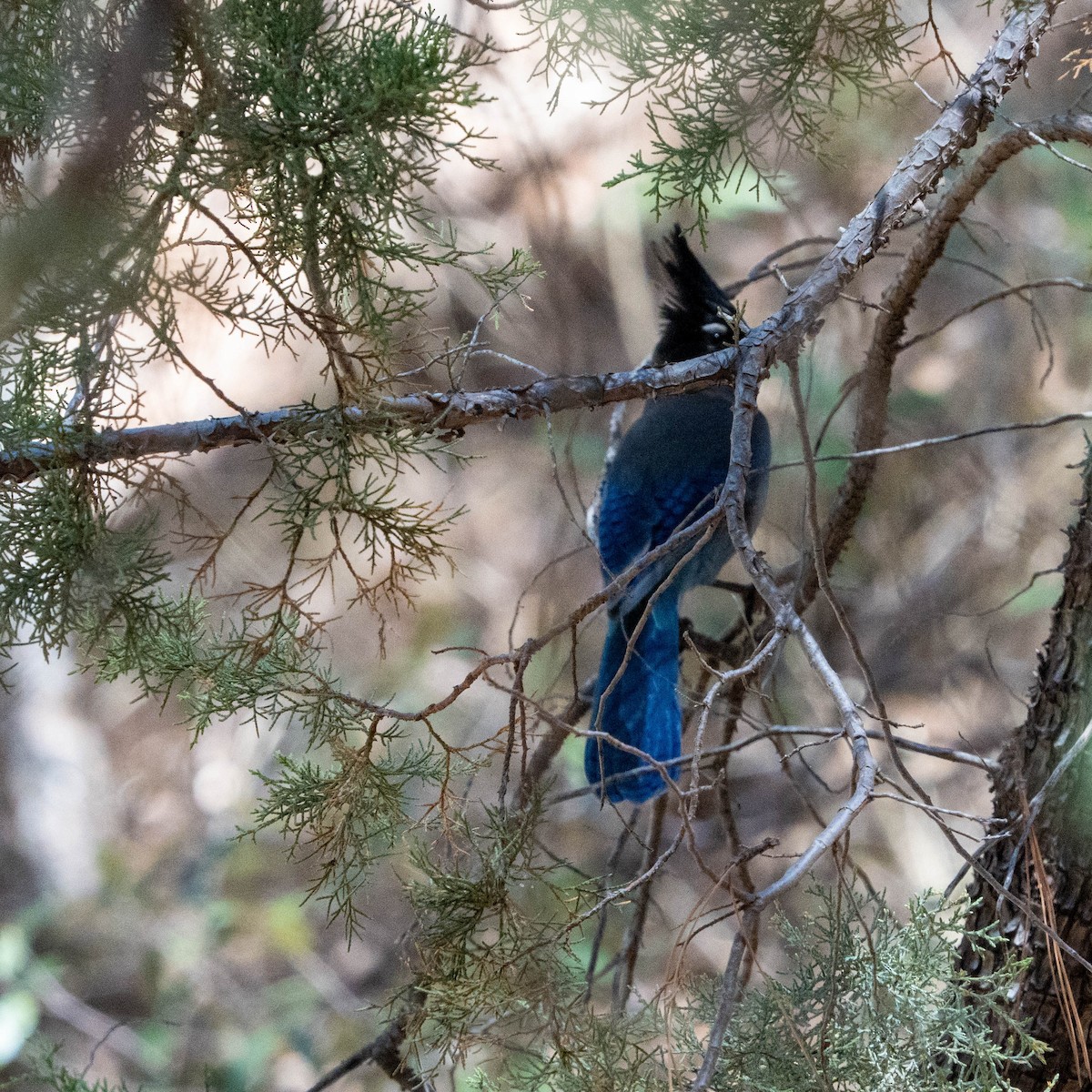 Steller's Jay - ML637255513