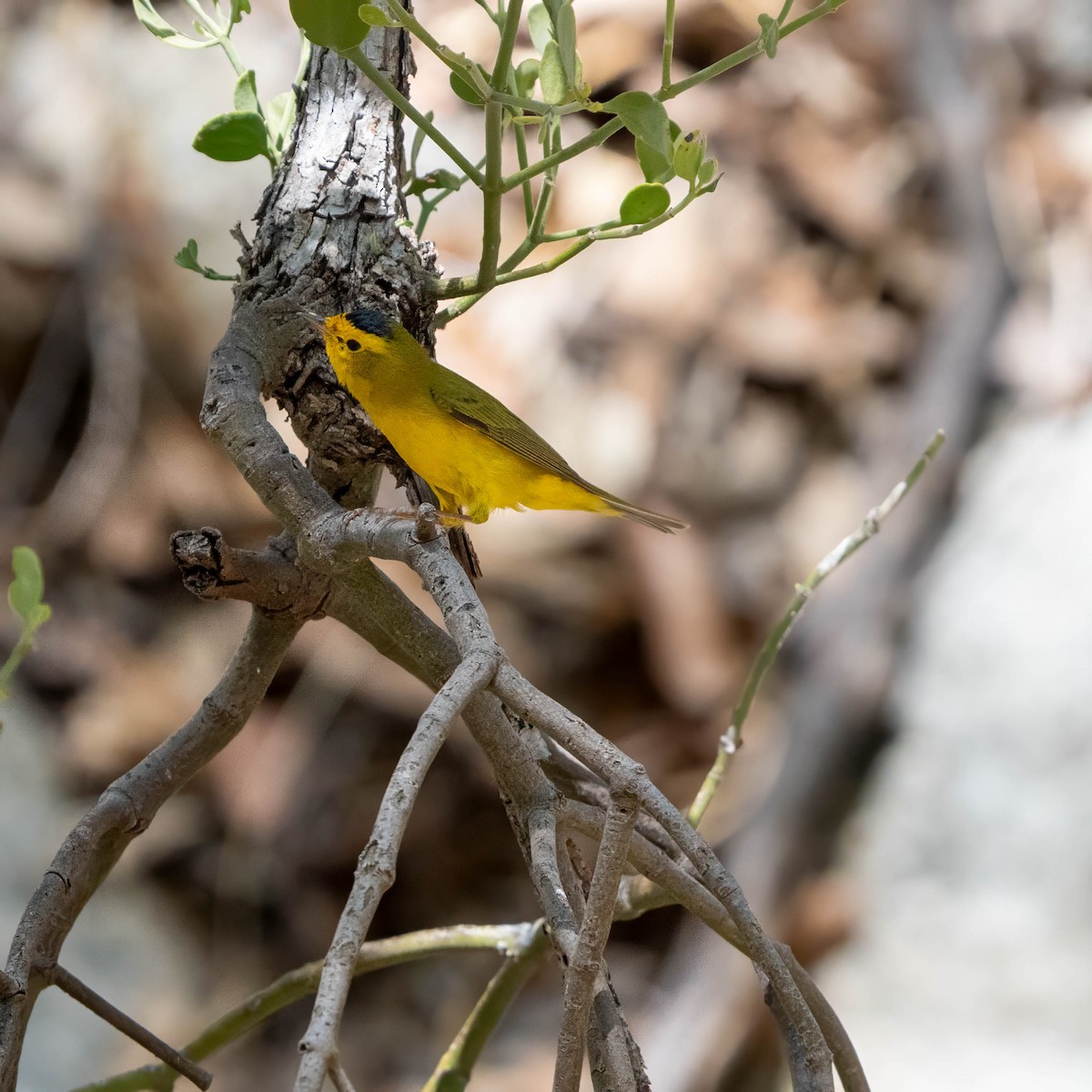 Wilson's Warbler - ML637255518