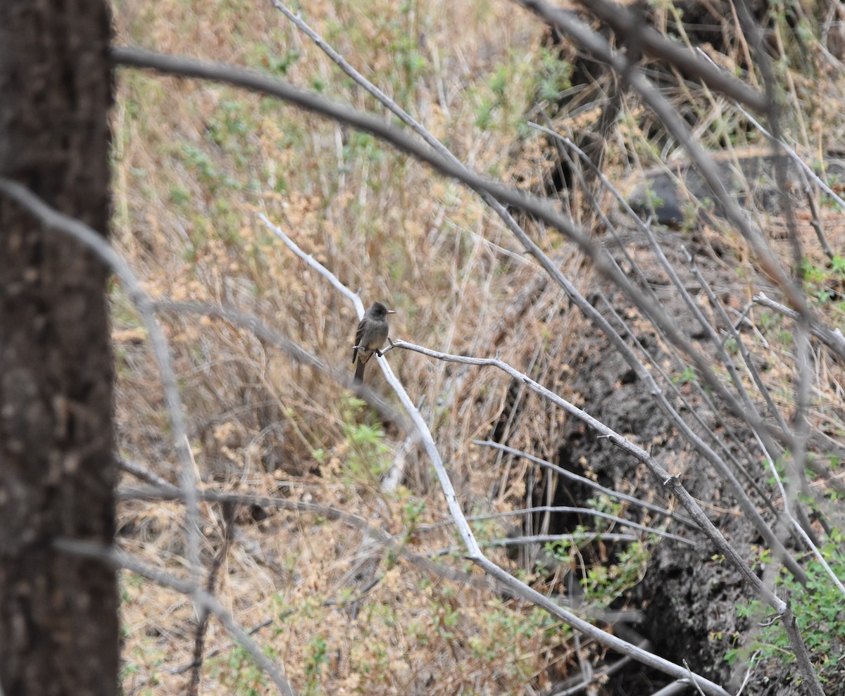 Greater Pewee - ML637255626