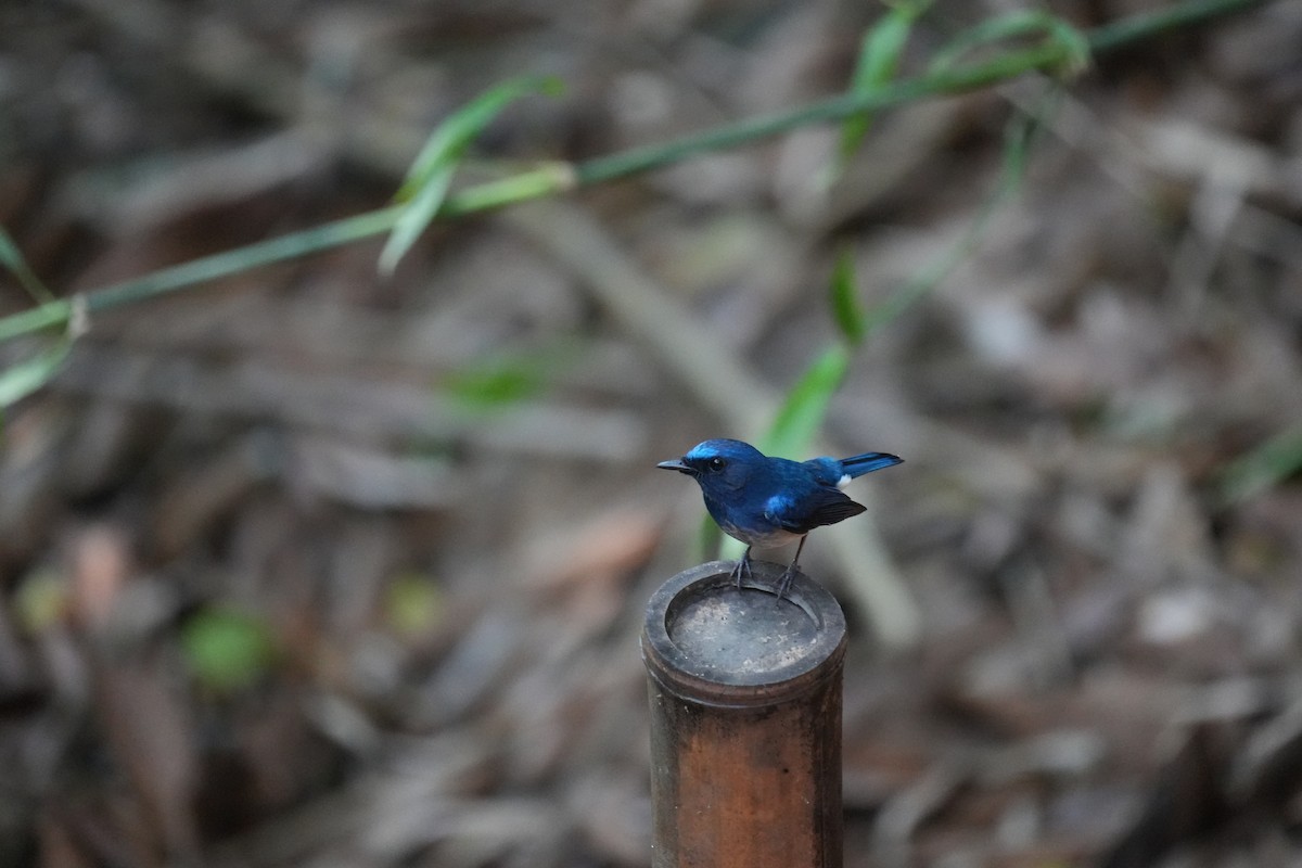 Hainan Blue Flycatcher - ML637255654
