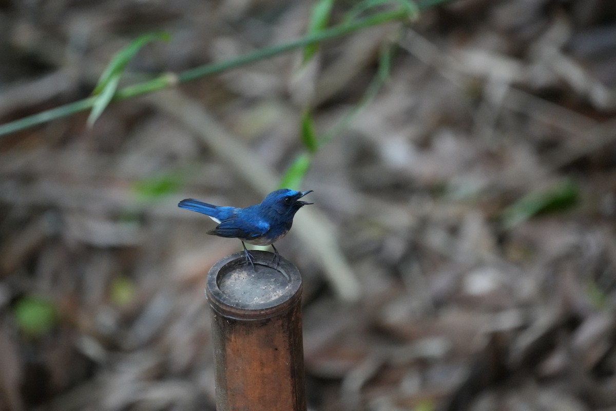 Hainan Blue Flycatcher - ML637255663