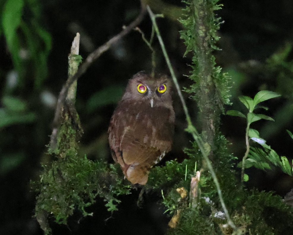 Foothill Screech-Owl - ML637255669