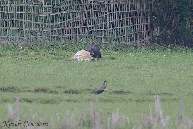 Slender-billed Vulture - ML637255670