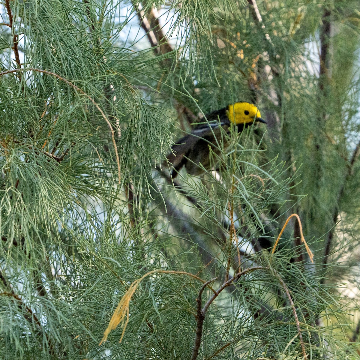 Hermit Warbler - ML637255699