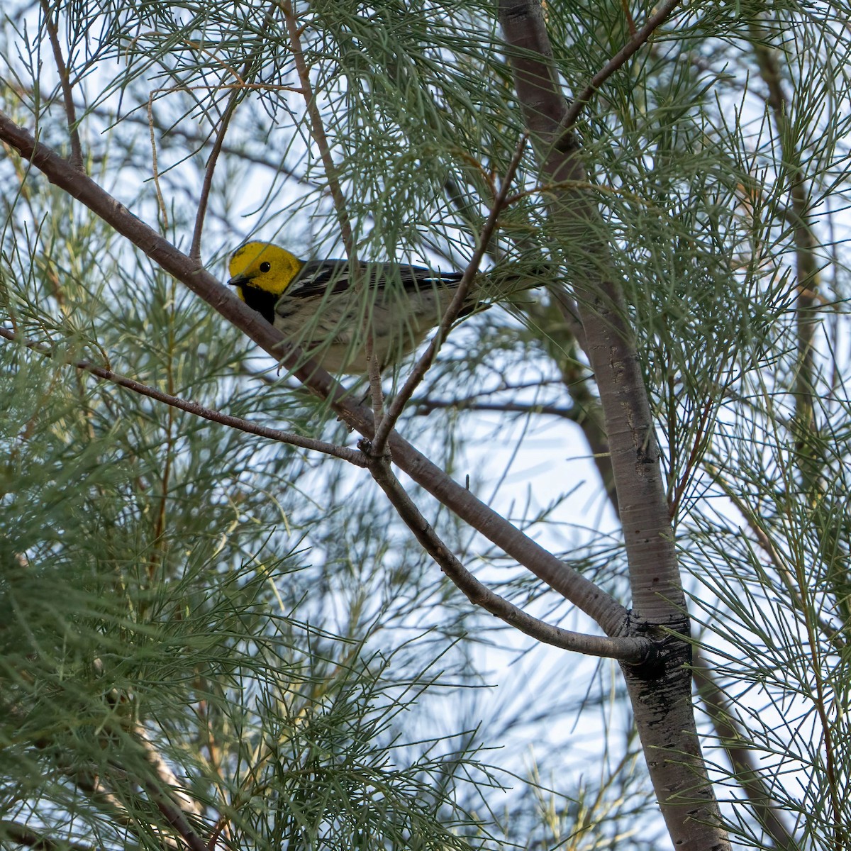 Hermit Warbler - ML637255700