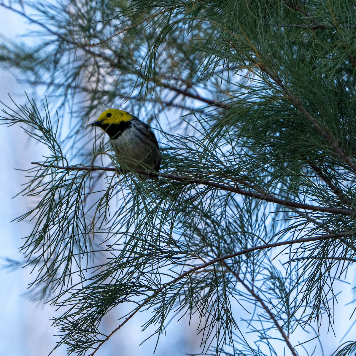 Hermit Warbler - ML637255703