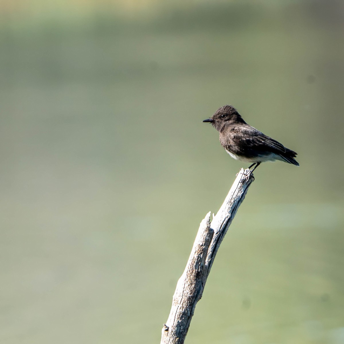 Black Phoebe - ML637255705