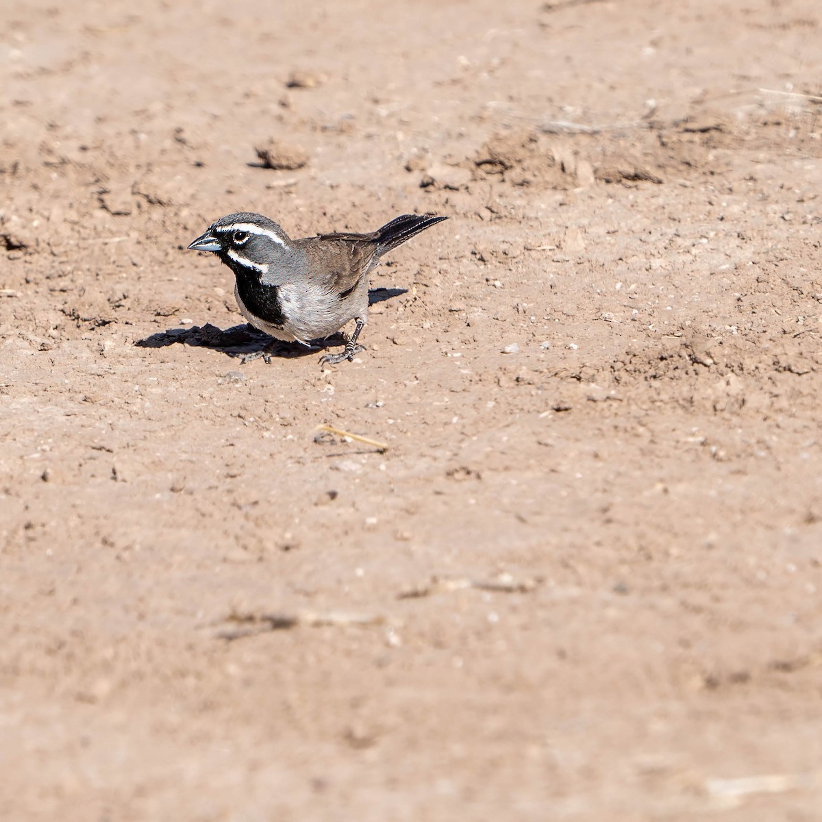 Black-throated Sparrow - ML637255709