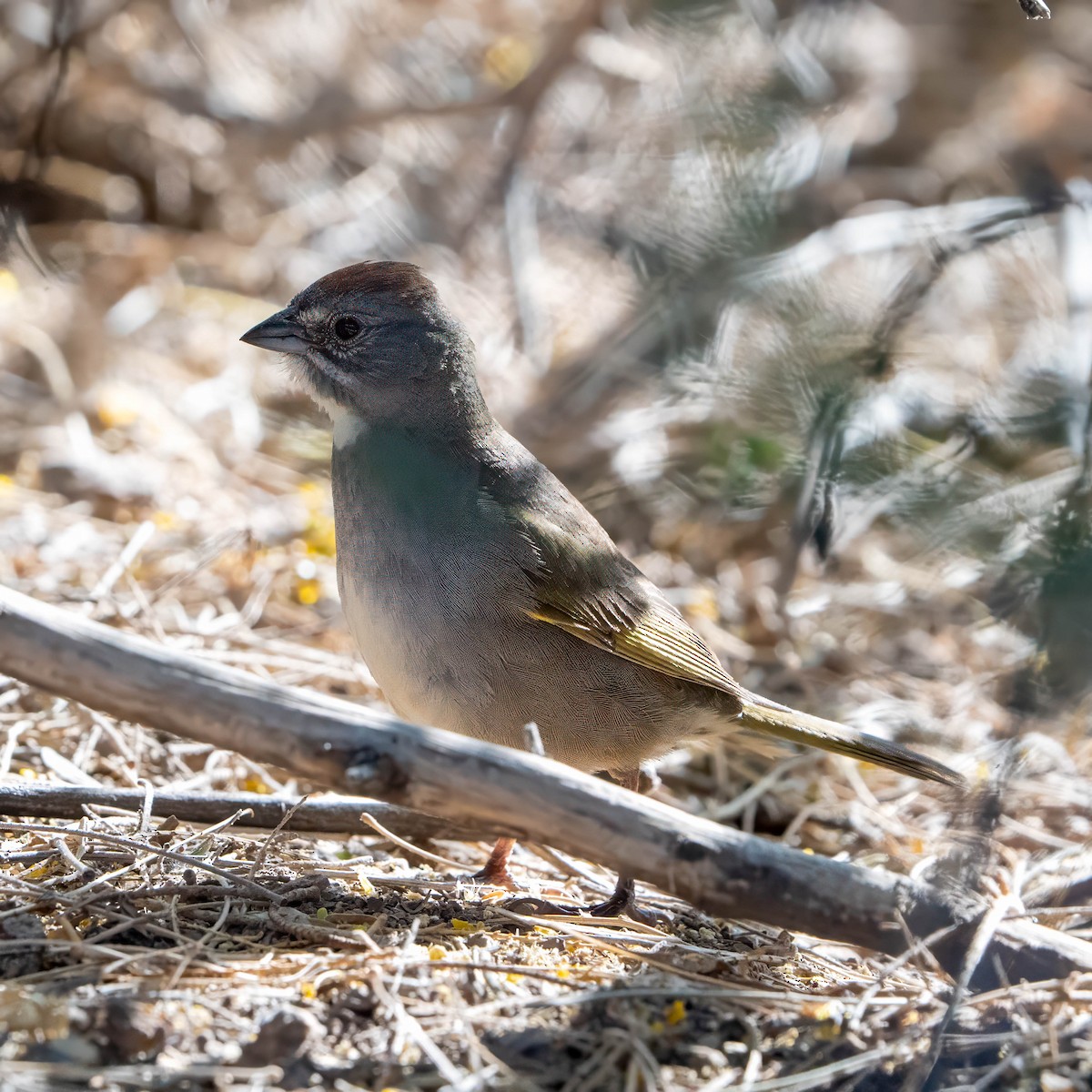 Green-tailed Towhee - ML637255715