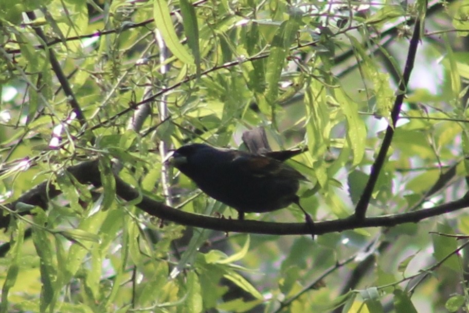 Blue Grosbeak - ML637255730