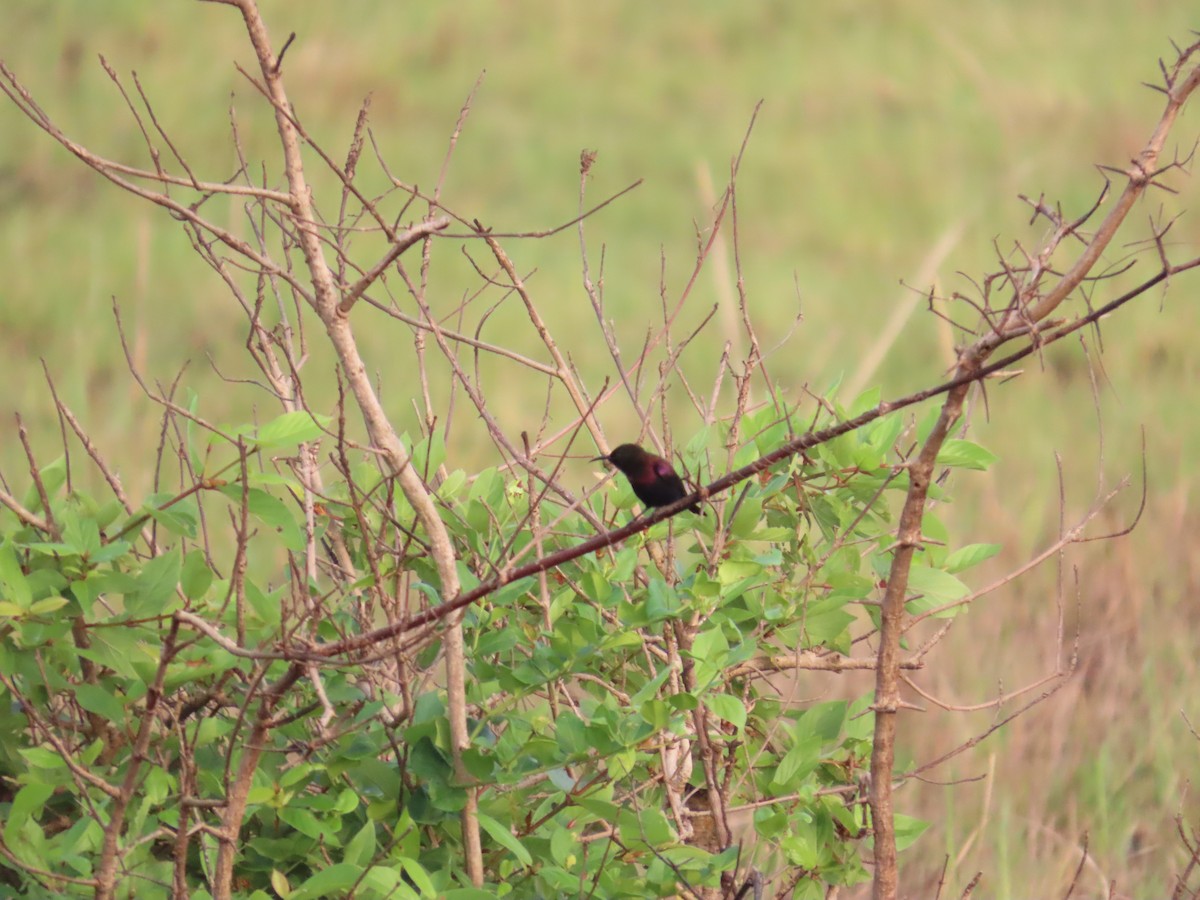 Copper Sunbird - ML637255755
