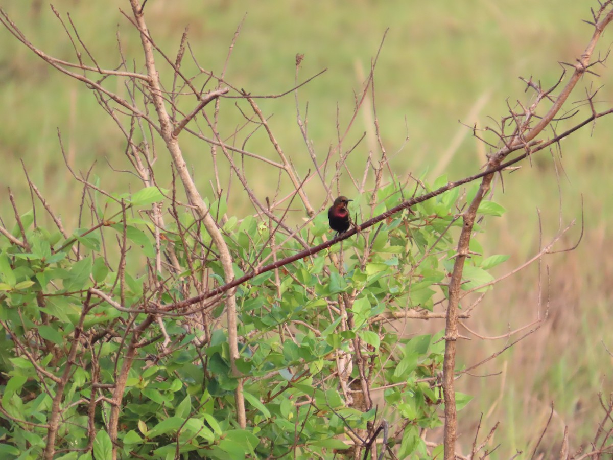 Copper Sunbird - ML637255756