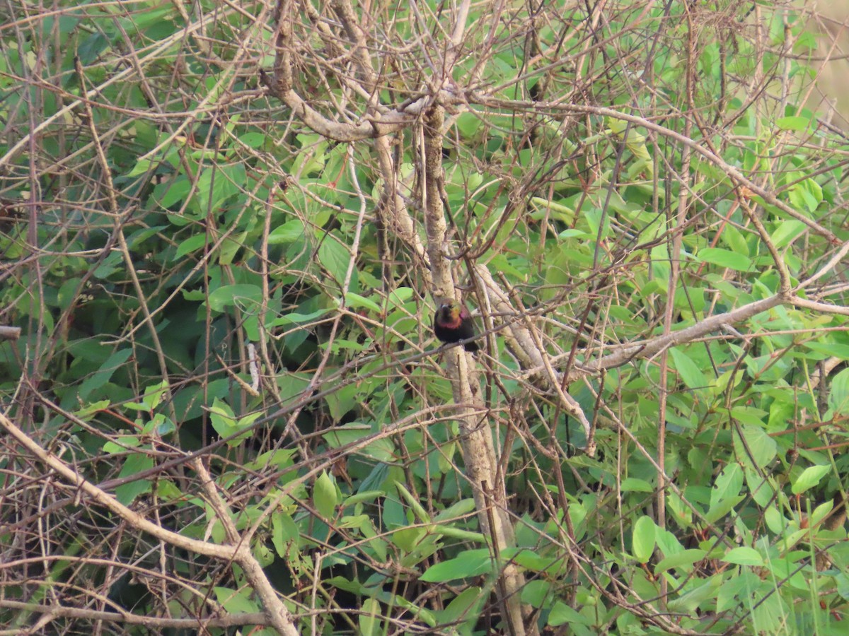 Copper Sunbird - ML637255758