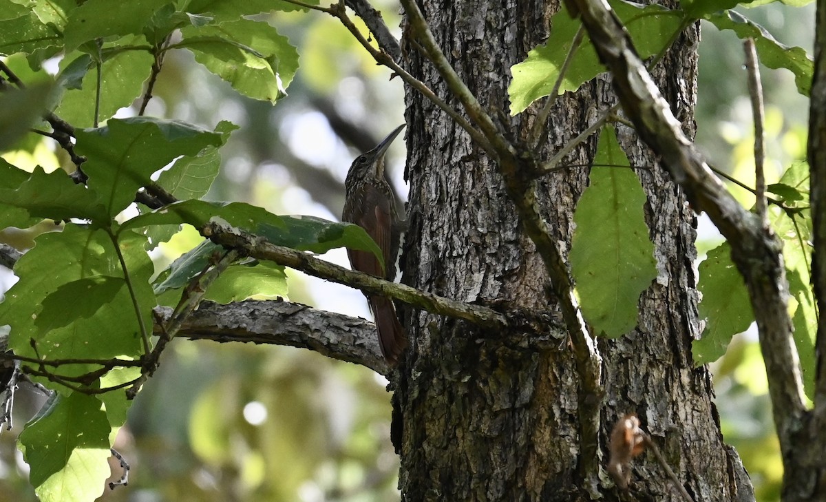 Ivory-billed Woodcreeper - ML637255843