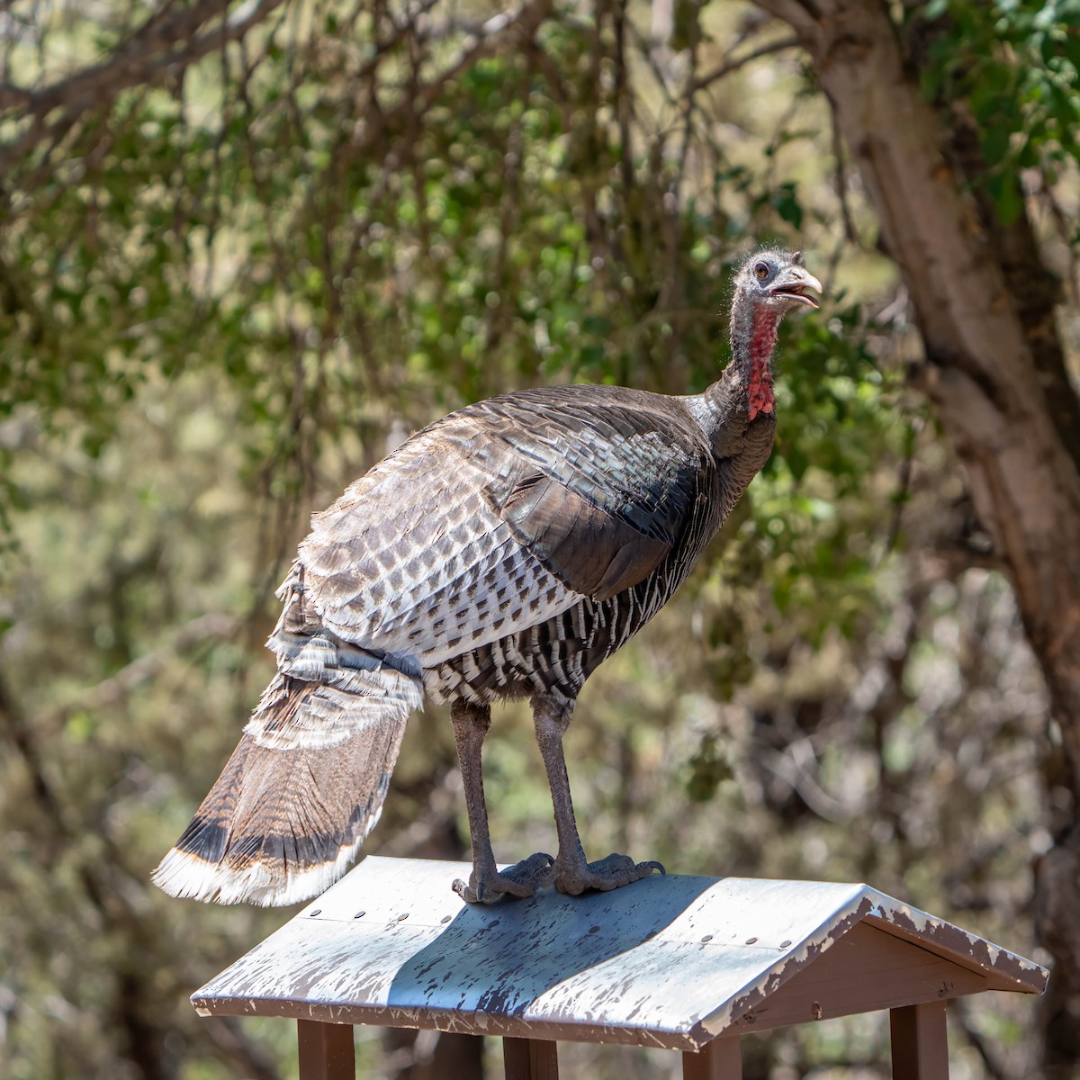 Wild Turkey - ML637255854