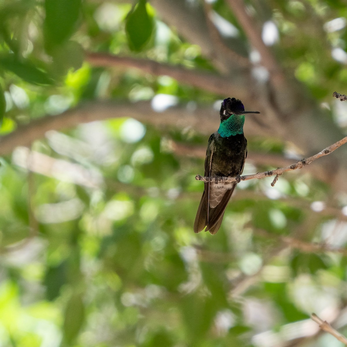 Rivoli's Hummingbird - ML637255855