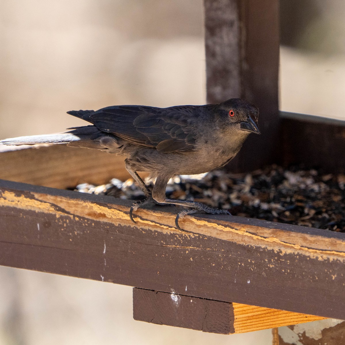 Bronzed Cowbird - ML637255858