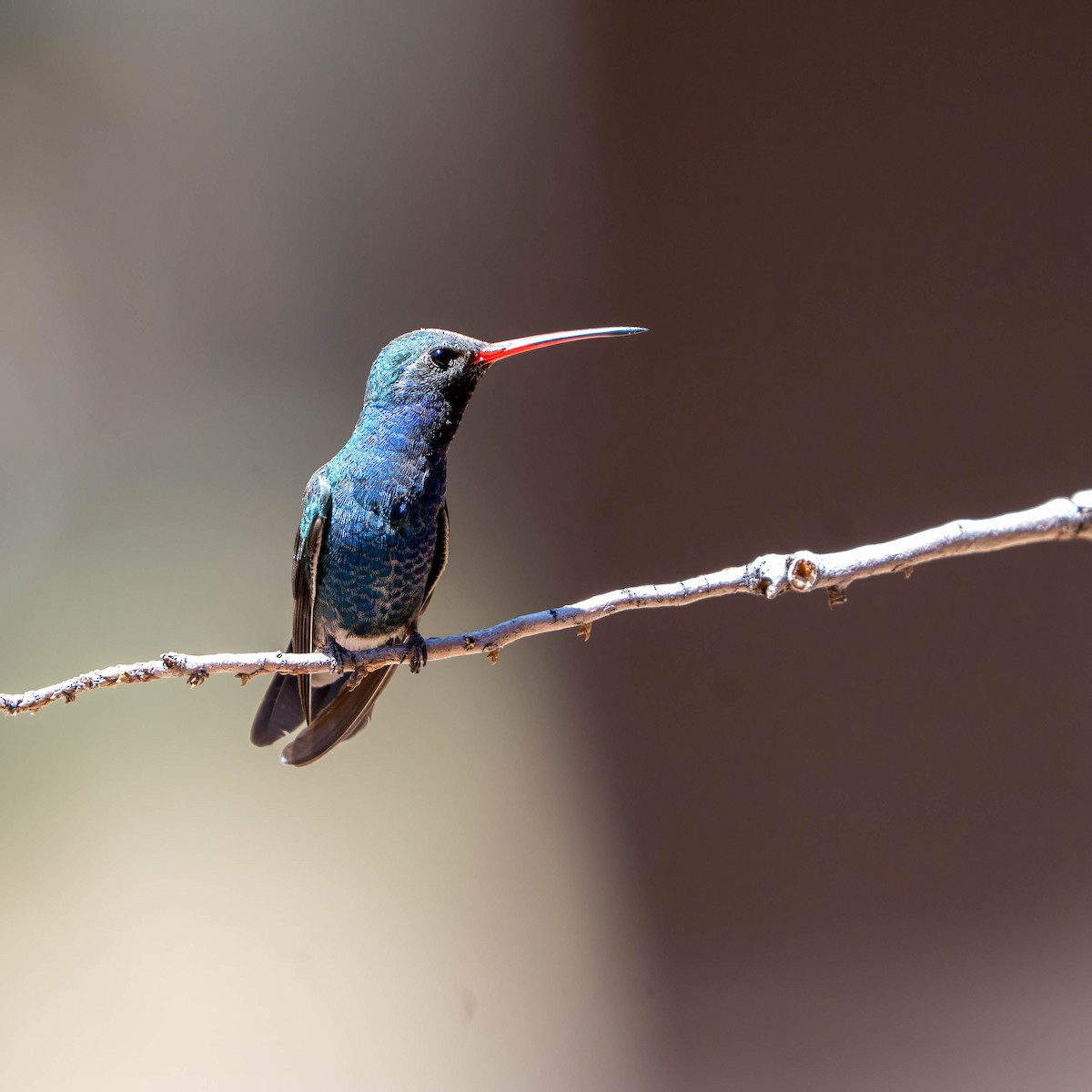 Broad-billed Hummingbird - ML637255860