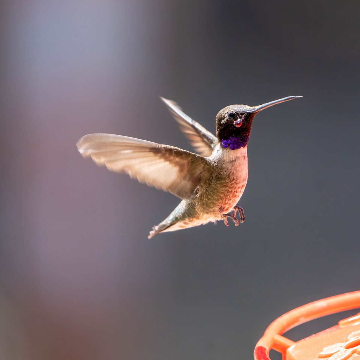 Black-chinned Hummingbird - ML637255863