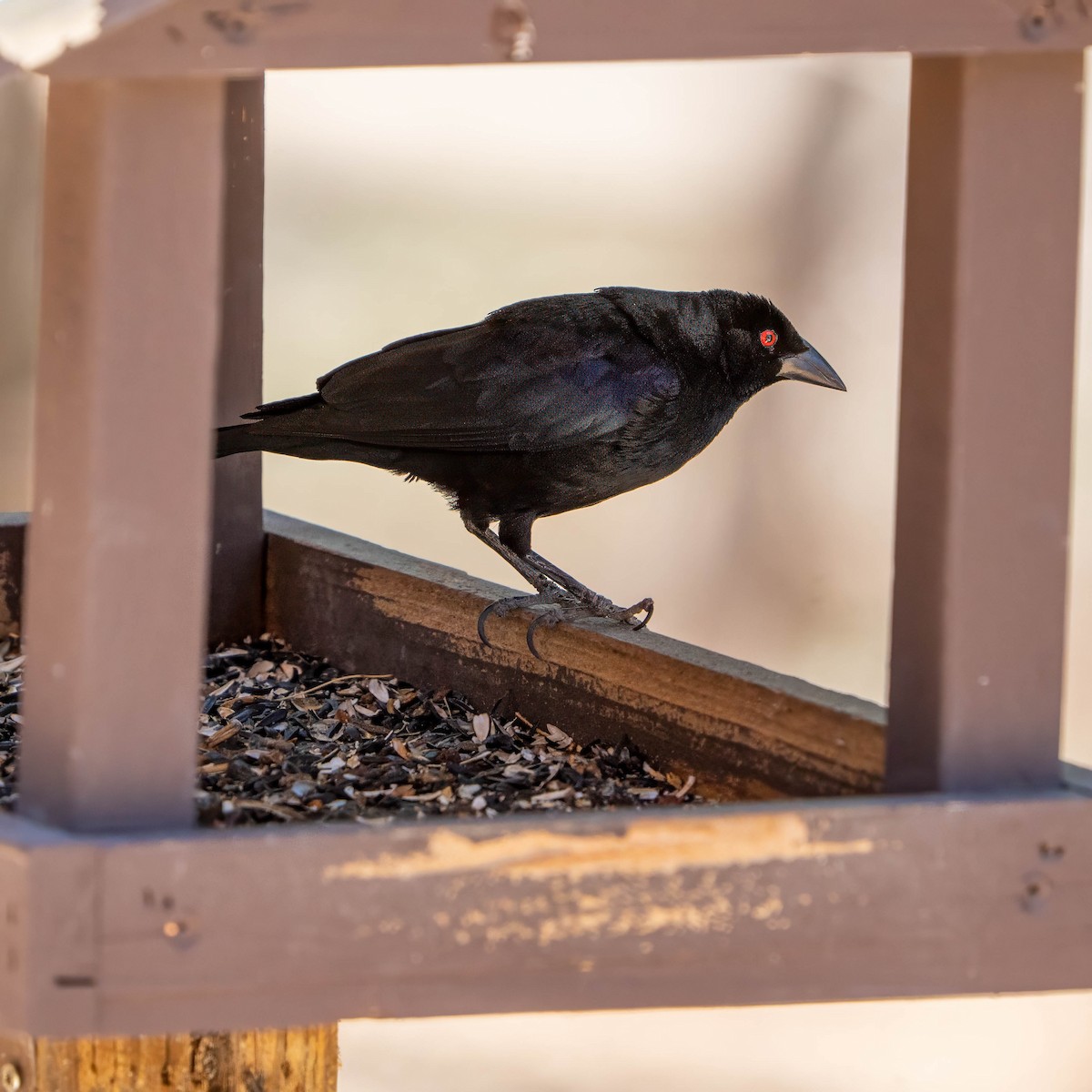 Bronzed Cowbird - ML637255864