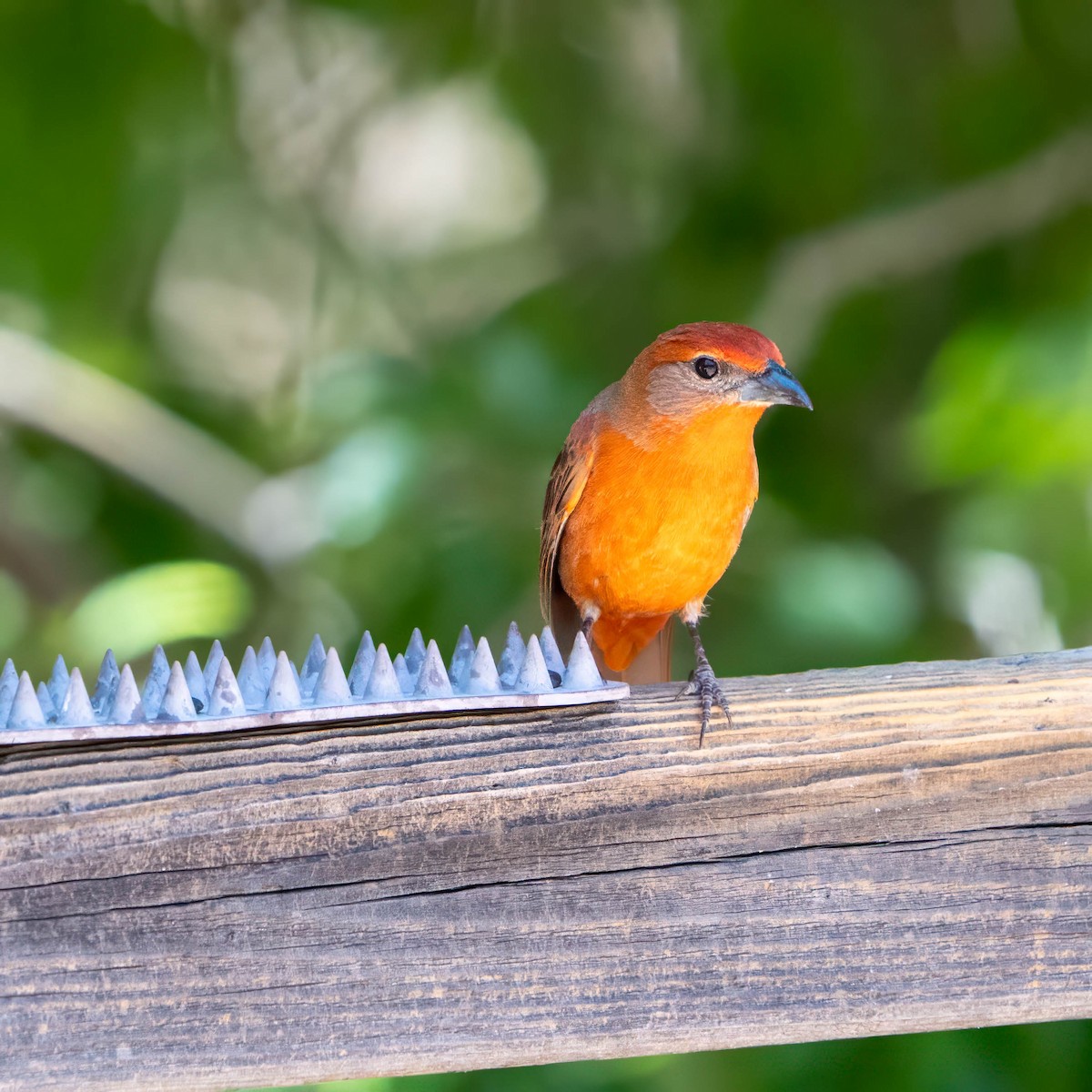 Hepatic Tanager - ML637255878