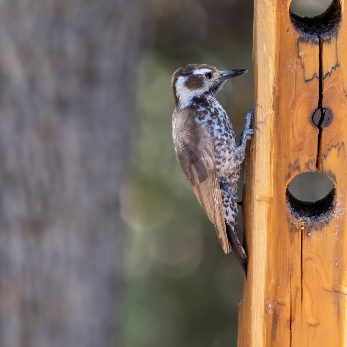 Arizona Woodpecker - ML637255880