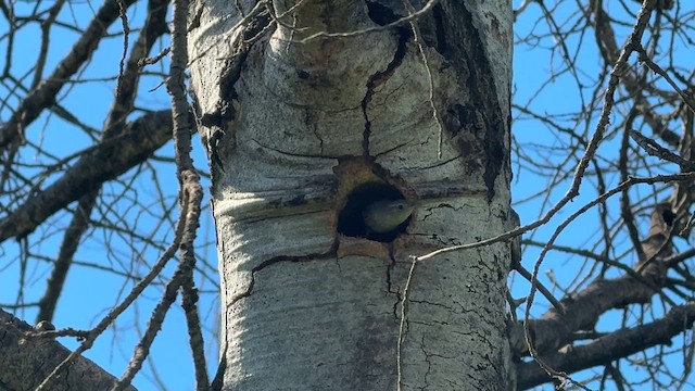 Northern House Wren - ML637255915