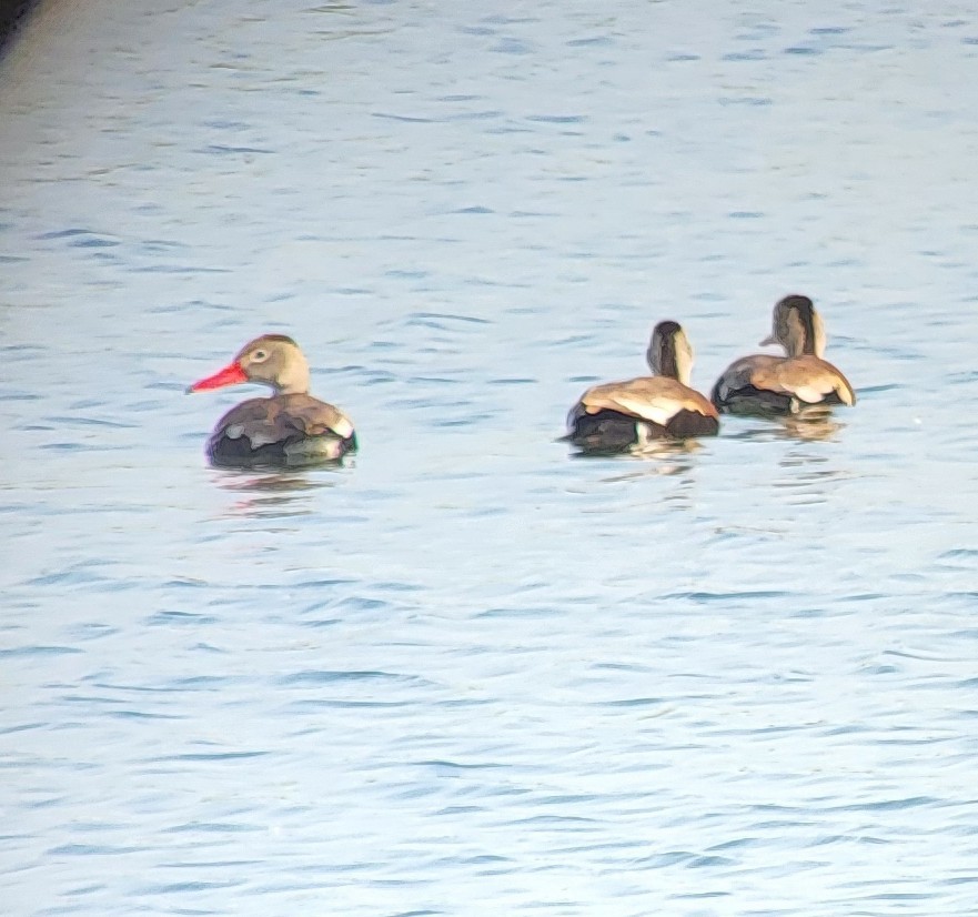 Black-bellied Whistling-Duck - ML637255931