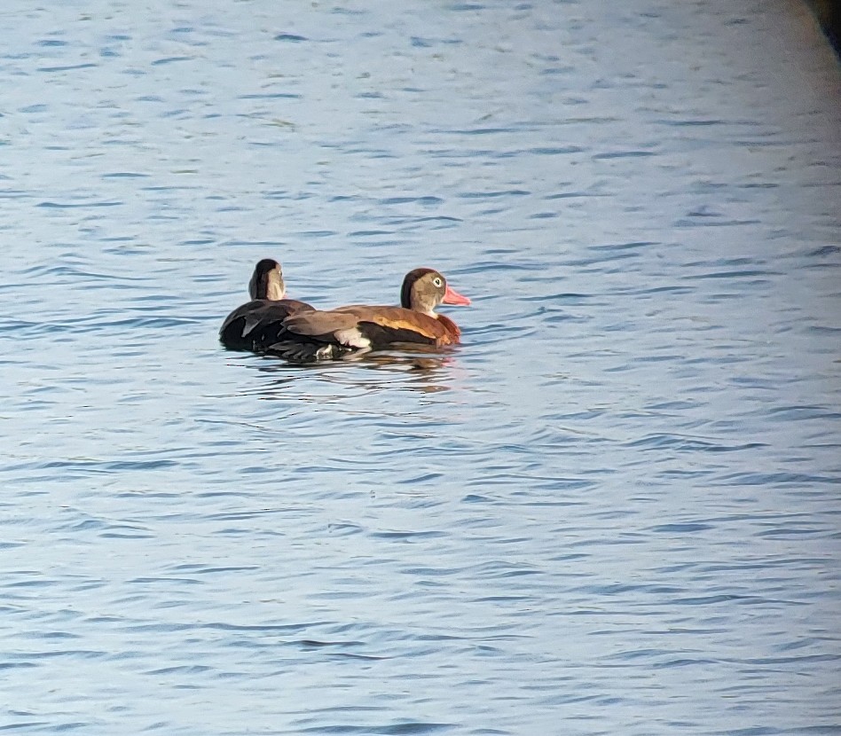 Black-bellied Whistling-Duck - ML637255945