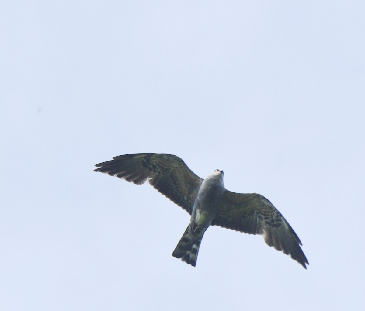 Mississippi Kite - ML637255948