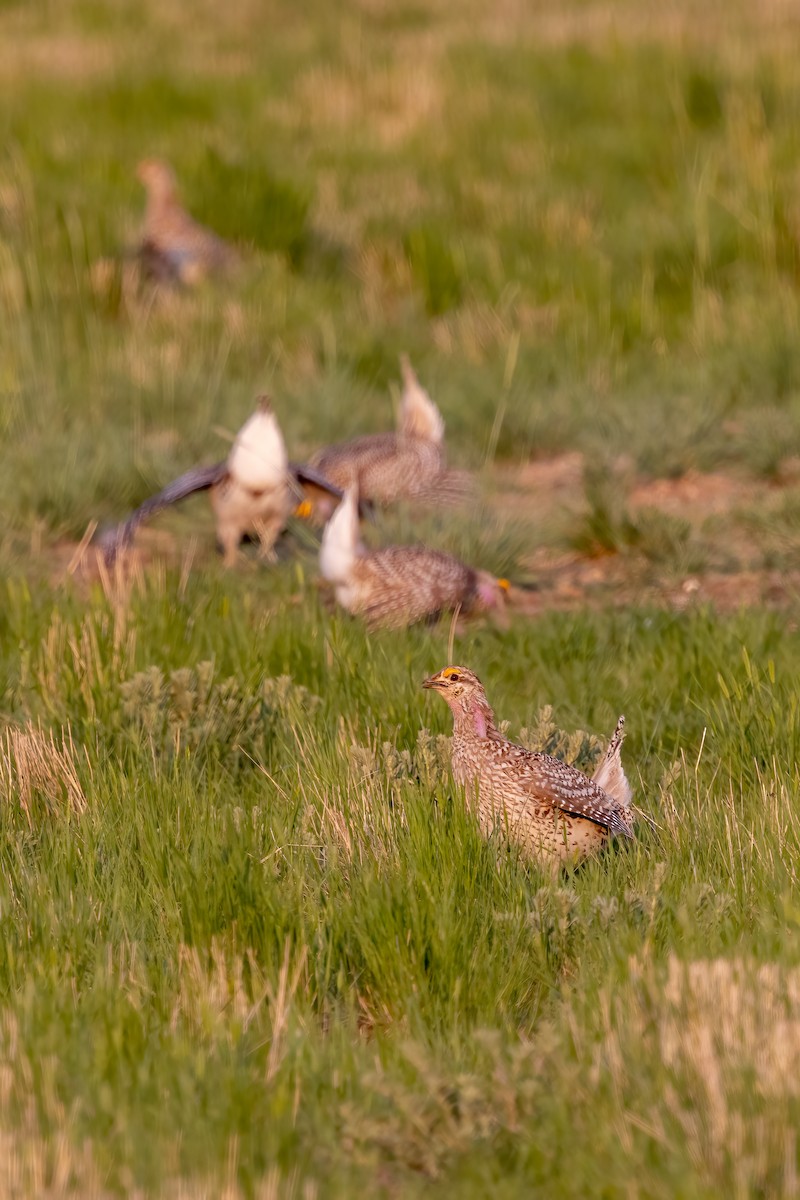 tetřívek ostroocasý - ML637255966