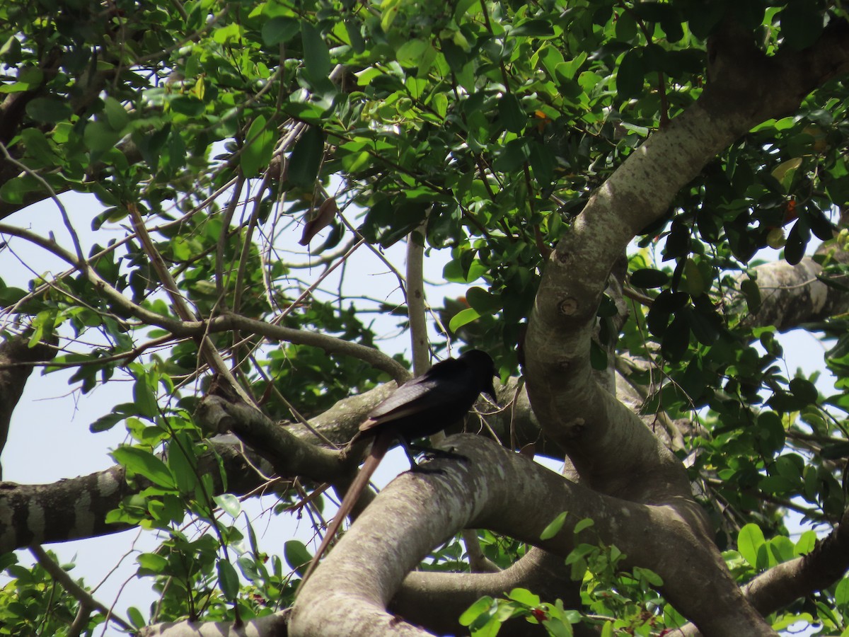 straka ostroocasá - ML637255981