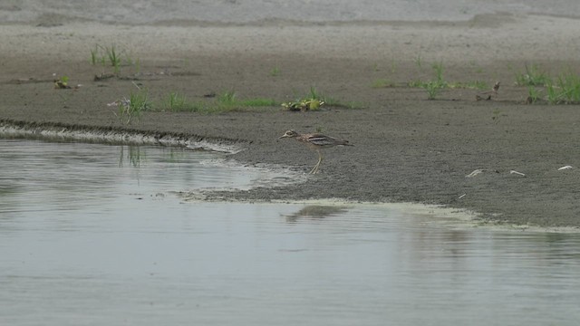 Indian Thick-knee - ML637255989